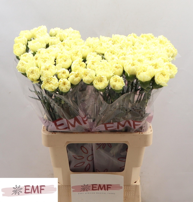 <h4>DI ST LUIZA</h4>