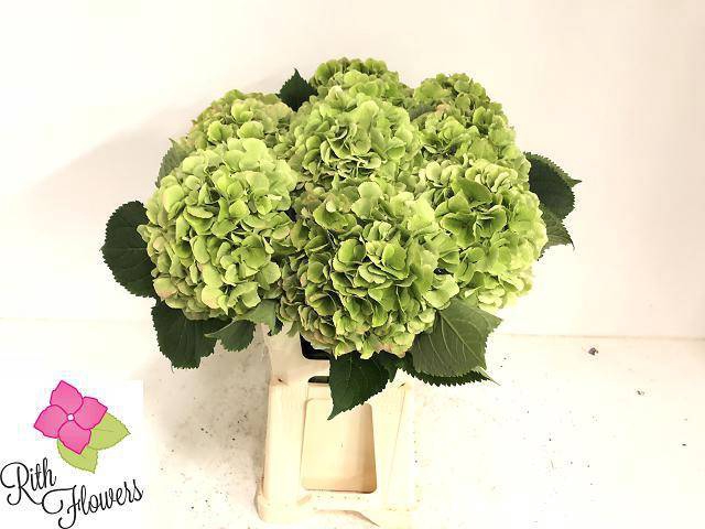 <h4>HYDR M CH VERENA CL</h4>