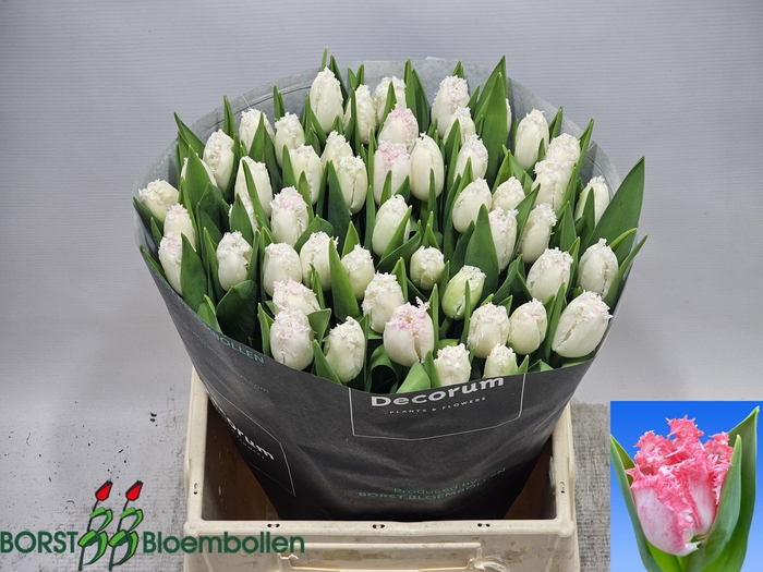 <h4>TU FR NEGLIGE</h4>