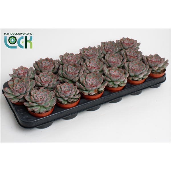 <h4>echeveria deremensis</h4>