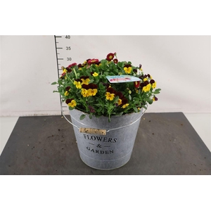 ! A... Bellis/ Viola 29 Cm. Emmer F