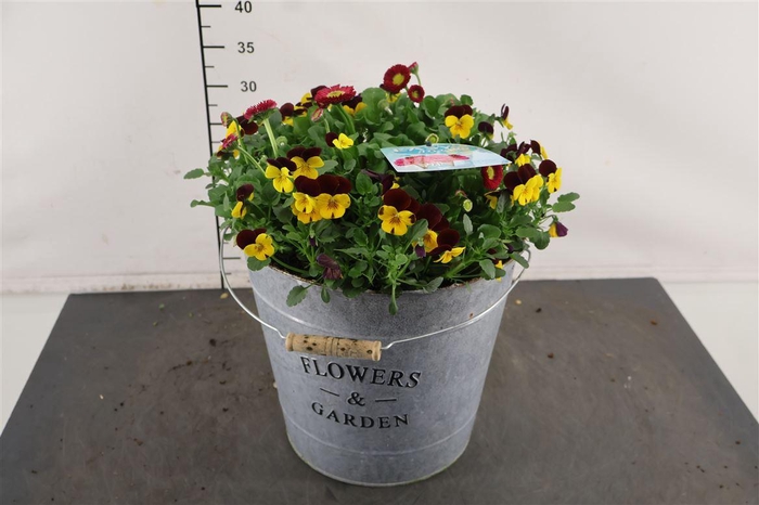 <h4>! A... Bellis/ Viola 29 Cm. Emmer F</h4>