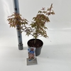 Acer palmatum