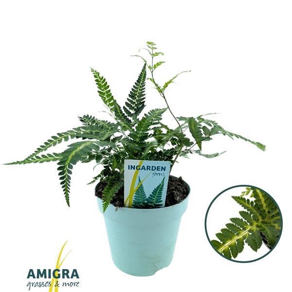 <h4>Arachnoides aristata ‘Variegata’</h4>