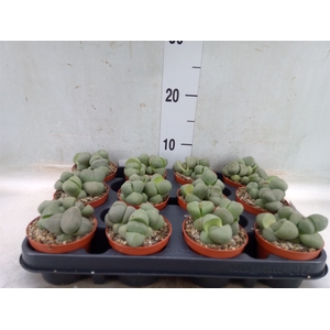 Lithops spp.