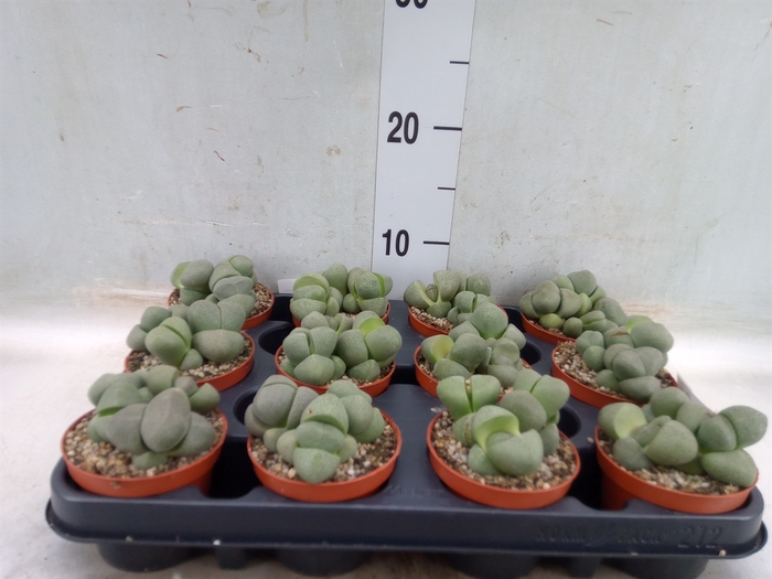 <h4>Lithops spp.</h4>