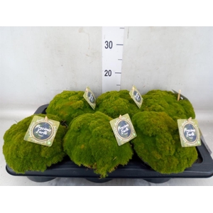 Vaste pltn   ...       [Perennials]