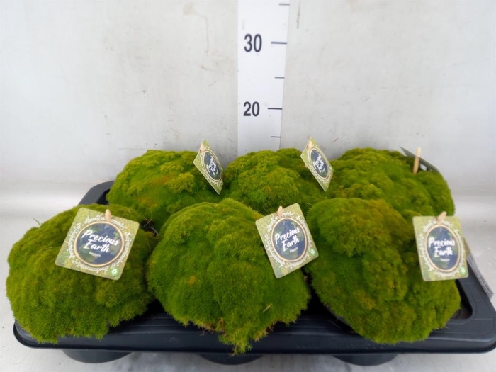 <h4>Vaste pltn   ...       [Perennials]</h4>