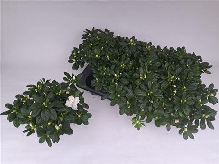 arr8 Rhodo Si Ov White