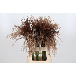 Miscanthus Kl Bh Antiek Goud