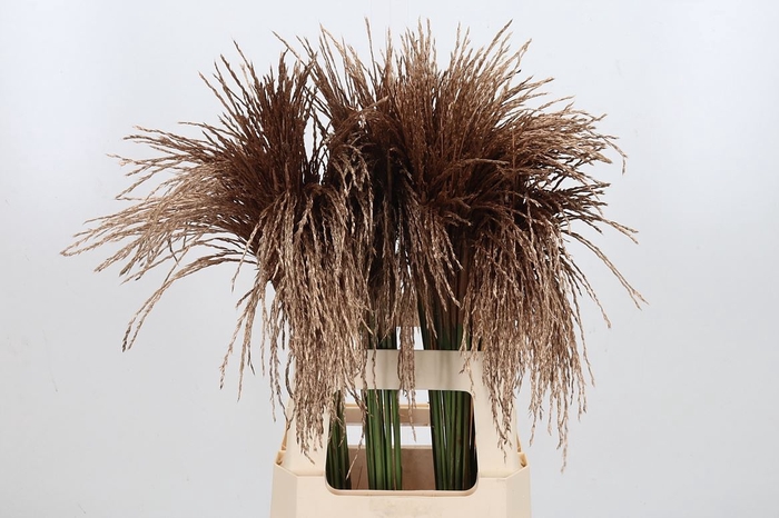 <h4>Miscanthus Kl Bh Antiek Goud</h4>