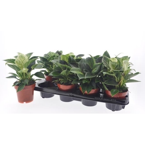 Philodendron White Wave 12Ø 25cm