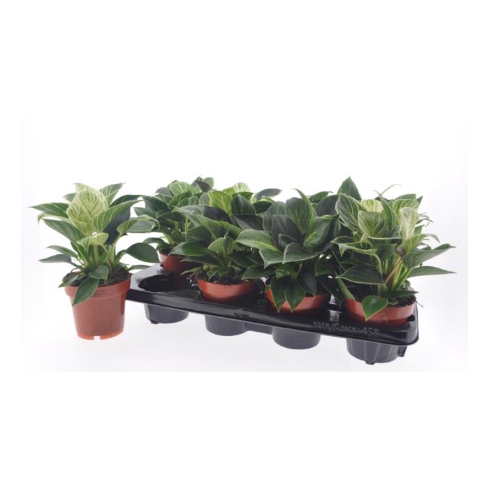 <h4>Philodendron White Wave 12Ø 30cm</h4>