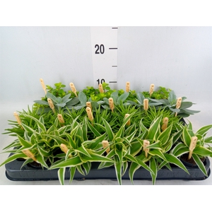 Planten  ..mix