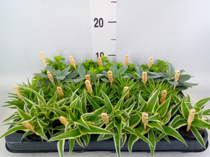 <h4>Planten  ..mix</h4>