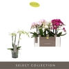 Phalaenopsis Multifloratypes gemengd 3 kleuren
