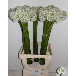 ALLIUM MOUNT EVEREST