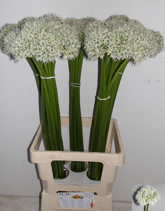 <h4>ALLIUM MOUNT EVEREST</h4>