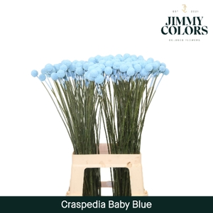 Craspedia L70 Light blue