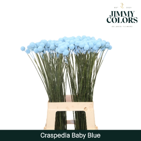 Craspedia L70 Light blue