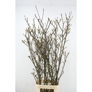 MAGNOLIA GRANDIFLORA X5