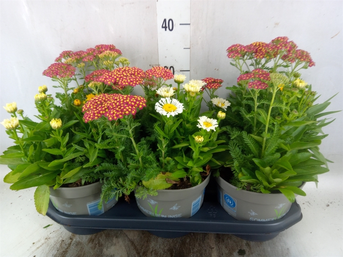 <h4>Vaste pltn   ...mix in pot [Perenni</h4>