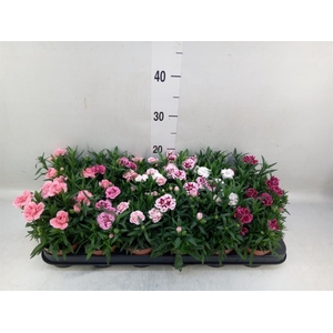 Dianthus  'Oscar'   ...mix