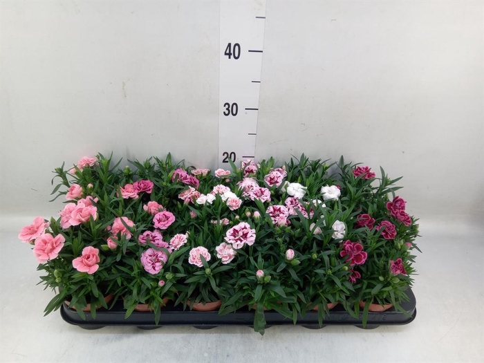 <h4>Dianthus  'Oscar'   ...mix</h4>