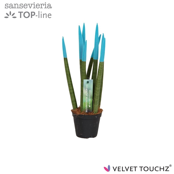 <h4>Sansevieria VELVET TOUCHZ® Aqua</h4>