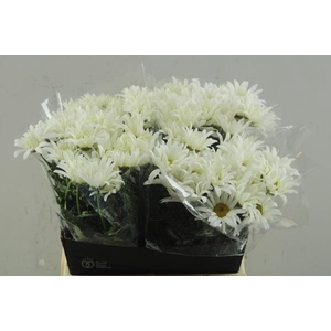 Leuc Margrieten(45cm)beauty Li