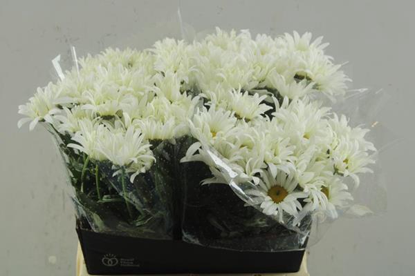 Leuc Margrieten(45cm)beauty Li