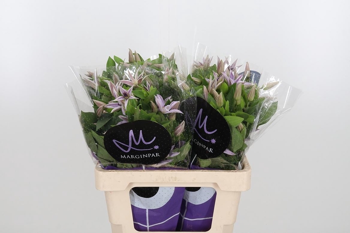 <h4>Clem Amazing Miami</h4>