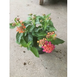LANTANA CAMARA OV