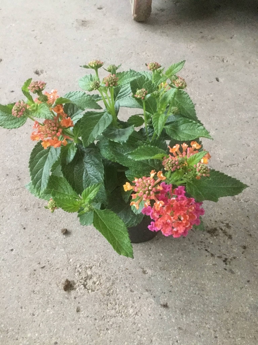 <h4>LANTANA CAMARA OV</h4>
