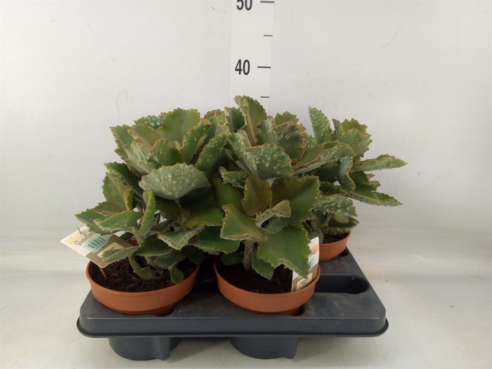 <h4>Kalanchoe NF beharensis</h4>