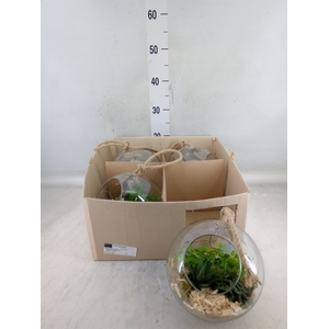 Arr.   Kamerplant Groen L%