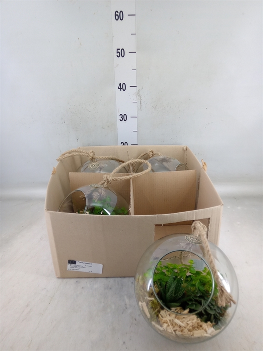 <h4>Arr.   Kamerplant Groen L%</h4>