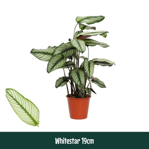 Calathea 19cm Whitestar - Living