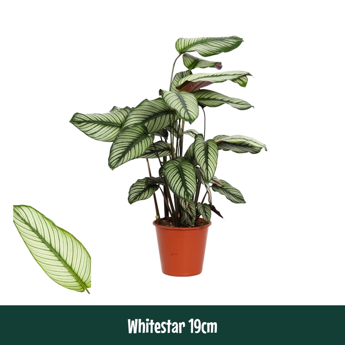 <h4>Calathea 19cm Whitestar - Living</h4>