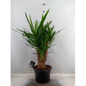 Yucca elephantipes   ...