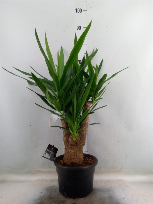 <h4>Yucca elephantipes   ...</h4>