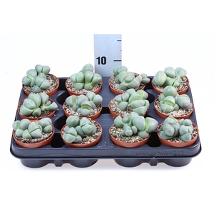 Lithops spp.