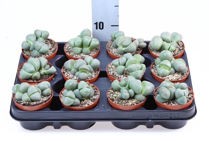 <h4>Lithops spp.</h4>