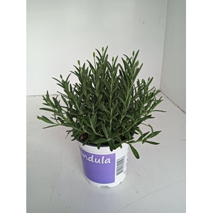 Lavandula angustifolia Hidcote