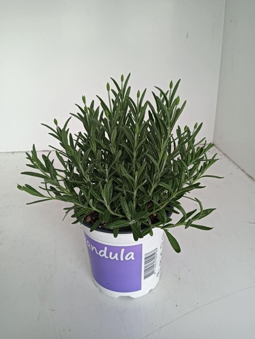 <h4>Lavandula angustifolia Hidcote</h4>
