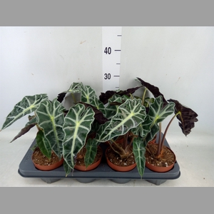 Alocasia amazonica