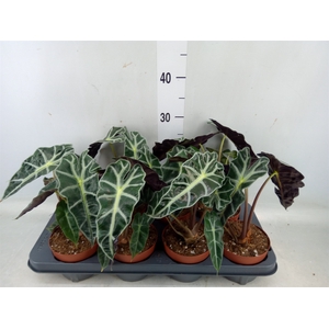 Alocasia amazonica