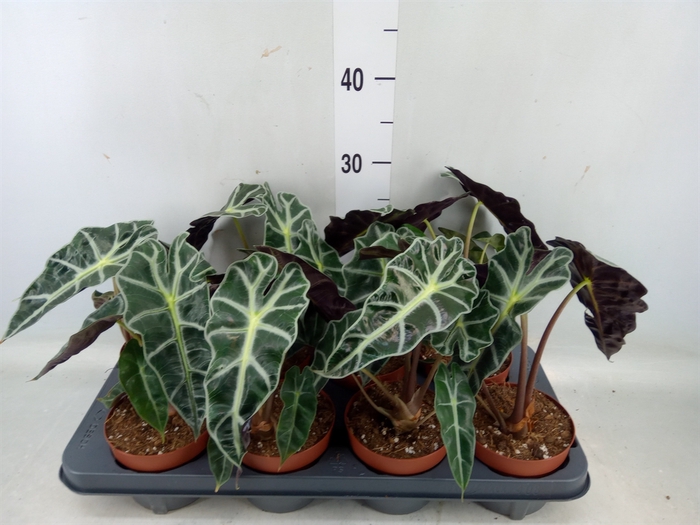 <h4>Alocasia amazonica</h4>