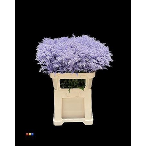 Solidago Light Milka 80cm
