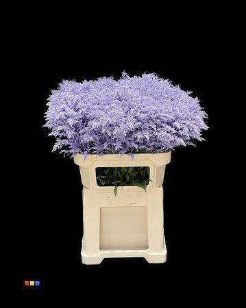 <h4>Solidago Light Milka 80cm</h4>